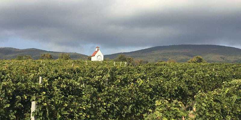 Mandelhöh vineyard / Traiskirchen