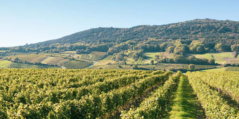 Pressweingarten vineyard / Pfaffstätten